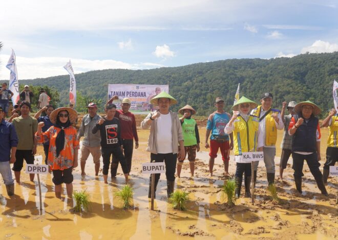 Bupati Tanam Perdana Padi Sawah di Tongauna