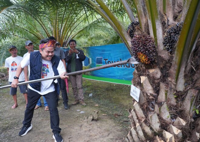 Bupati Koltim Panen Raya Sawit di Kecamatan Lambandia yang Merupakan Pola Perkebunan Rakyat