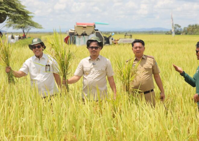 Panen Raya Di Ladongi: Langkah Nyata Bupati Kolaka Timur Menuju Kedaulatan Pangan Nasional