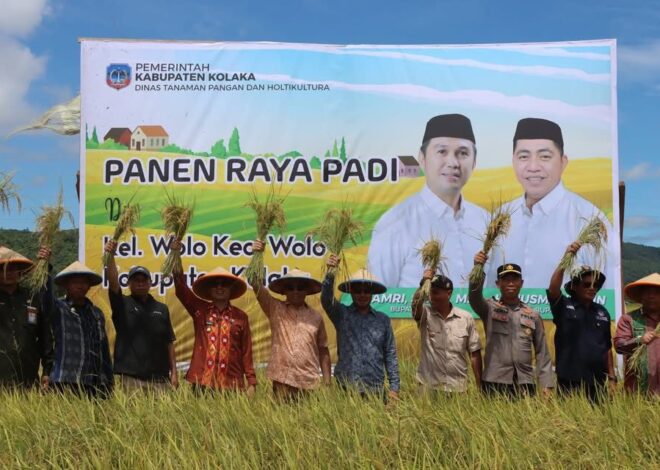 Panen Raya Padi Sawah. Desa Wolo Kecamatan Wolo Bersama Bupati dan Pejabat Daerah Kolaka Dapat Tingkatkan Potensi Serapan Gabah Bulog Kolaka