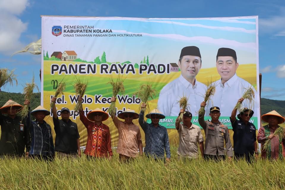 Panen Raya Padi Sawah. Desa Wolo Kecamatan Wolo Bersama Bupati dan Pejabat Daerah Kolaka Dapat Tingkatkan Potensi Serapan Gabah Bulog Kolaka