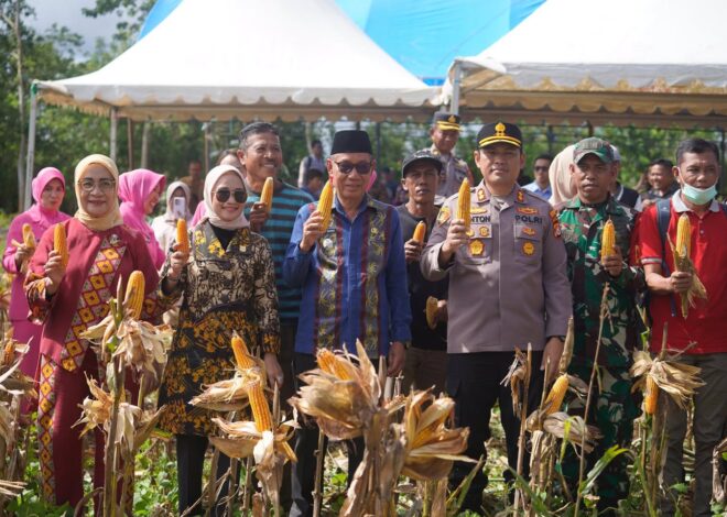 Panen Raya Jagung Serentak Kuartal II Digelar di Desa Wesalo, Wabup Koltim Tegaskan Komitmen Swasembada Pangan 2025