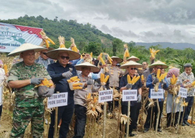 Panen Raya Jagung di Koltim, Bukti Komitmen Menuju Swasembada Pangan